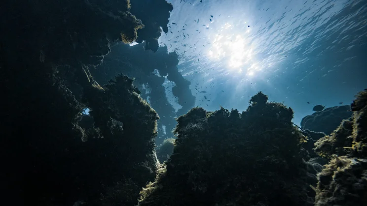 A view from the seabed