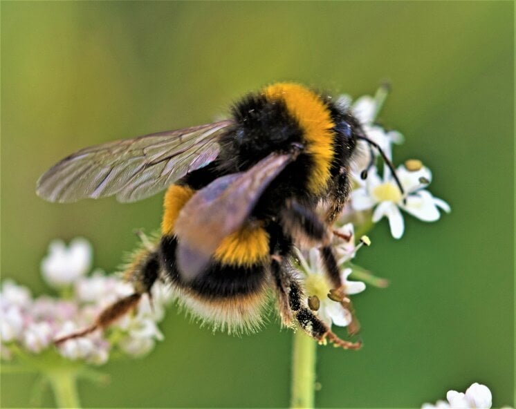 a honey bee on a plant