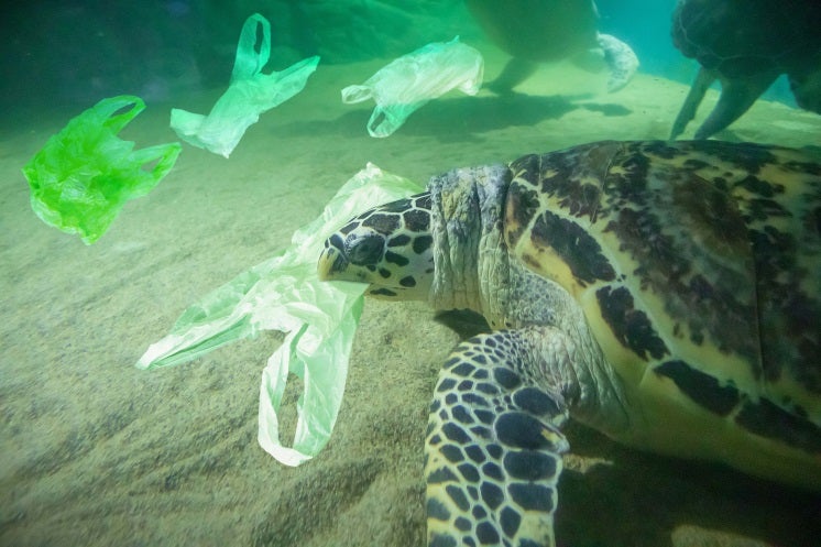 turtles swimming with plastic bags