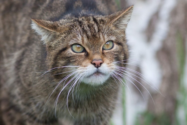 a scottish wildcat