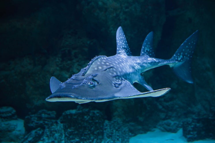 angel shark