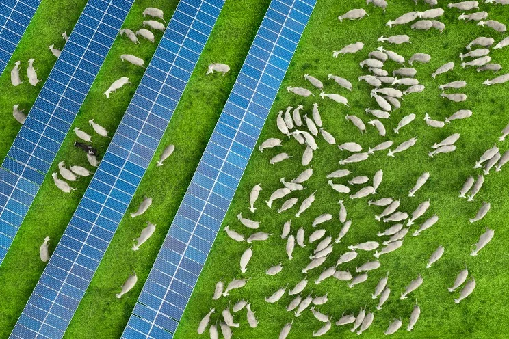 Aerial view of a flock of sheep grazing in a solar farm with solar panels at sunset