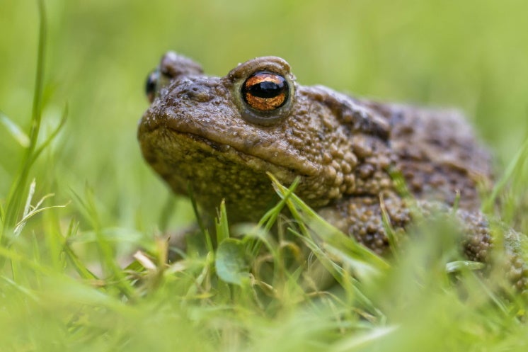 a common toad