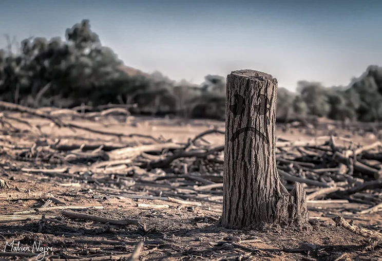 Unhappy dead tree.