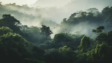 panoramic view of rainforest with mist in between the trees to showcase carbon offsetting