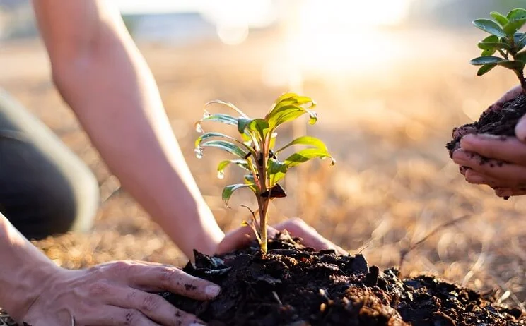close up of person planting tree sapling in the earth