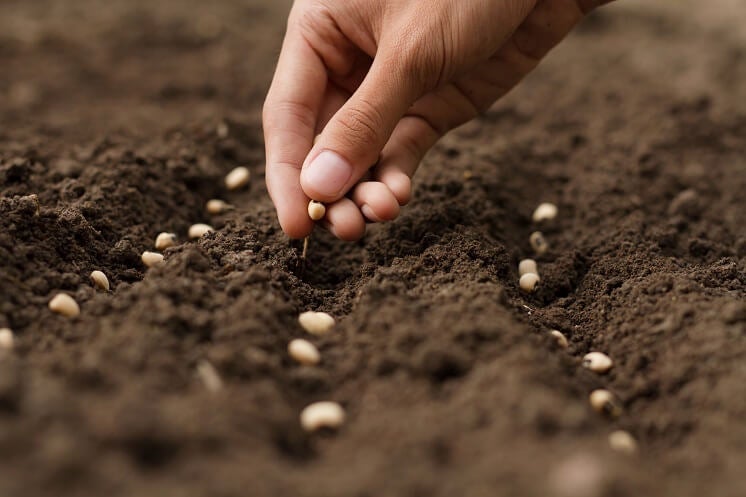 sowing seeds at home
