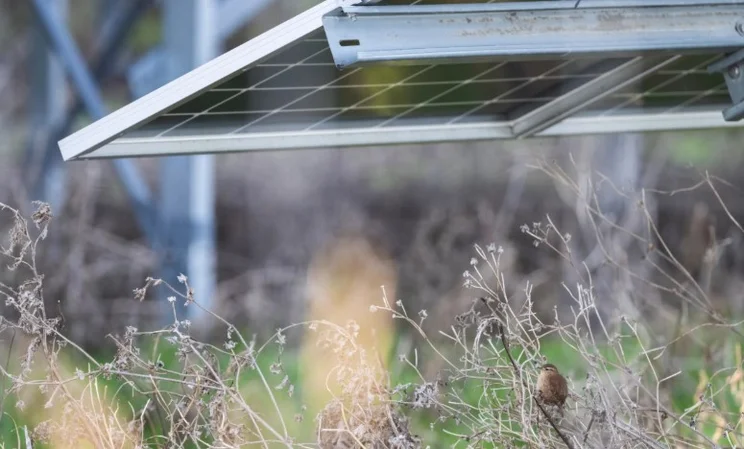 A wren on a solar farm. Credit: RSPB