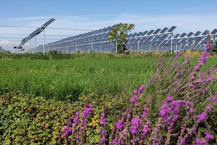 image of solar panel installed as a canopy above crops in an agrivoltaic farm, with purple flowers at the forefront