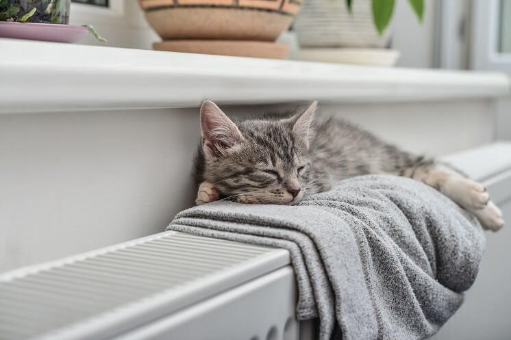 Sleepy cat on a radiator
