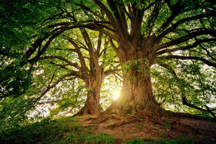 Trees on a sunny day