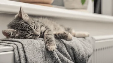 cat on radiator