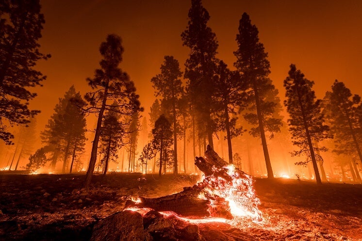 Wildfires trees