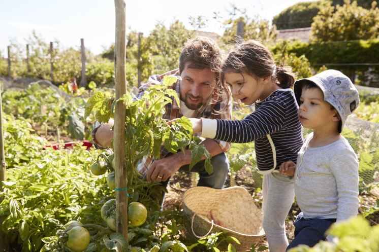 family grows food in an allotment