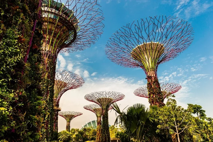 A view from the ground of the Super Trees in Singapore