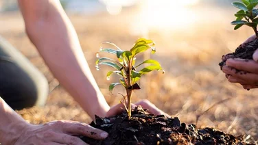 close up of person planting tree sapling in the earth
