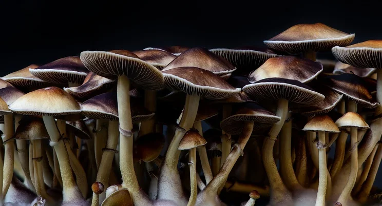 Assorted selection of brown mushrooms with a black background