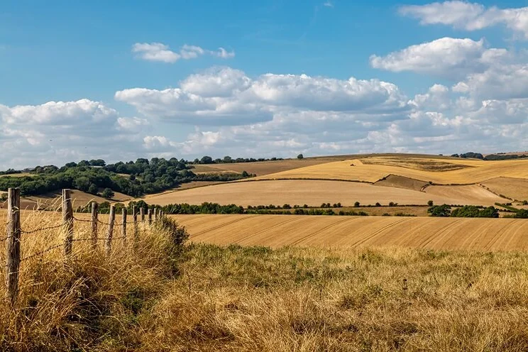scene of yellow fields and dry grass in the UK countryside