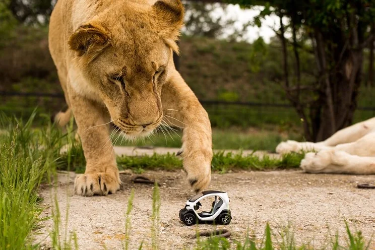 Lioness playing with a scaled down model Renault Twizy electric car