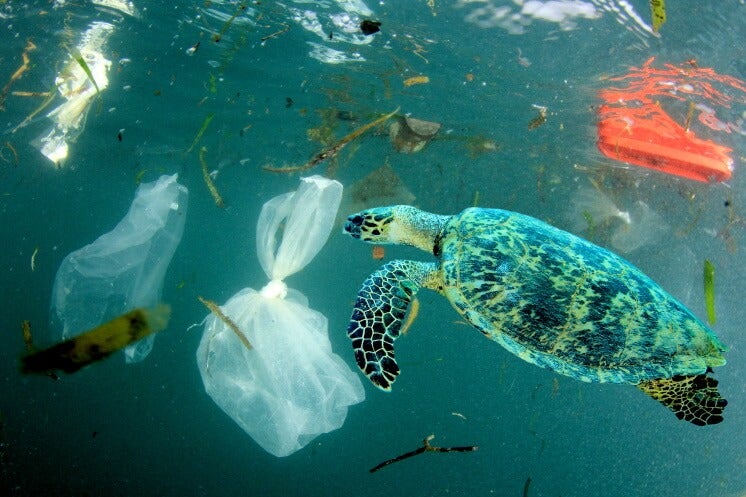 a turtle swimming with plastic bags