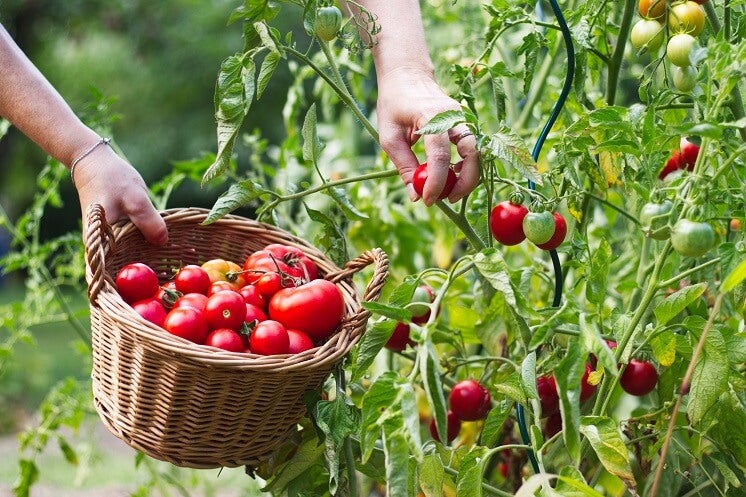 Growing tomatoes at home