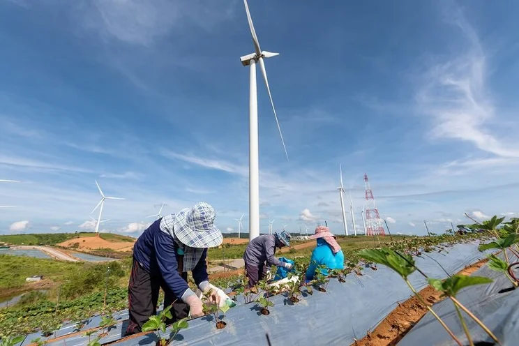Chinese farmers picking strawberries next to a wind farm