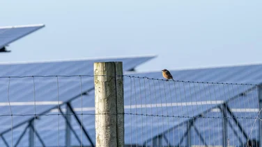 RSPB says solar farms can help bird populations