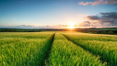 The sun setting over fields of barley