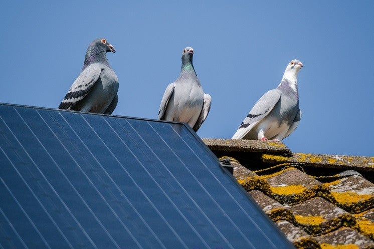 pigeons on a roof with solar panels