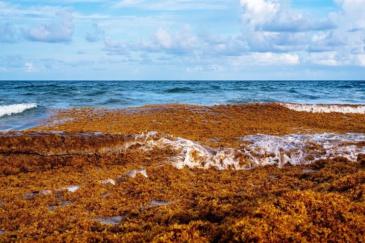 Sargassum seasweed floating in the ocean and washing up on the shore