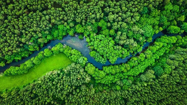 Aerial view of a river running through a green forest