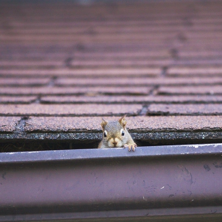 a squirrel on a rooftop