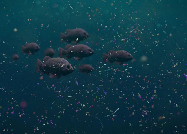 Fish swimming through plastic