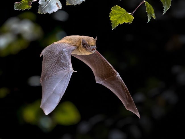 a pipistrelle bat