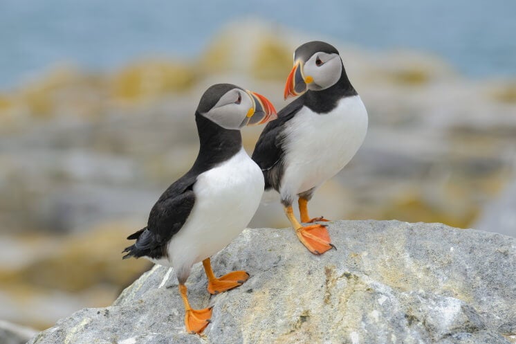 atlantic puffins