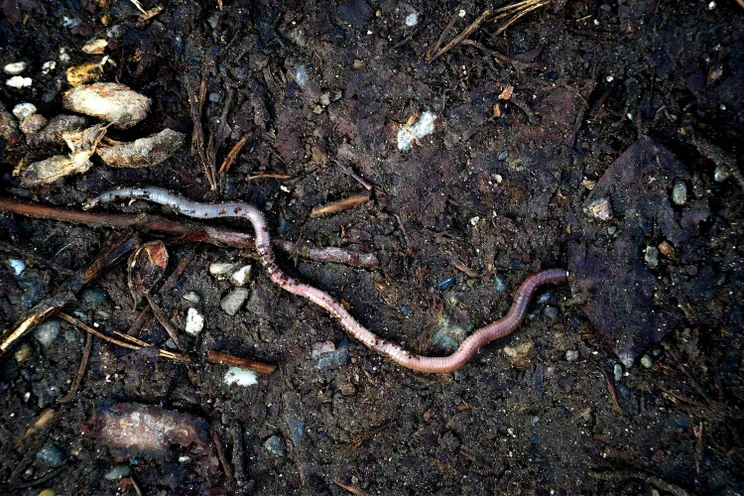 A worm in the mud