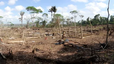 a destroyed portion of the Amazon rainforest