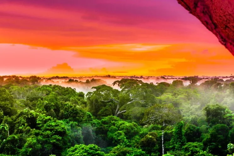 the amazon rainforest