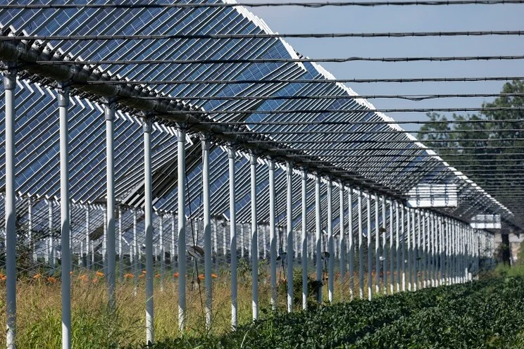 image taken in between rows of solar panels mounted on high poles above crops in an agrivoltaic farm
