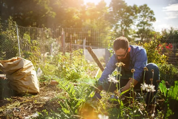 Man planting crops in a garden