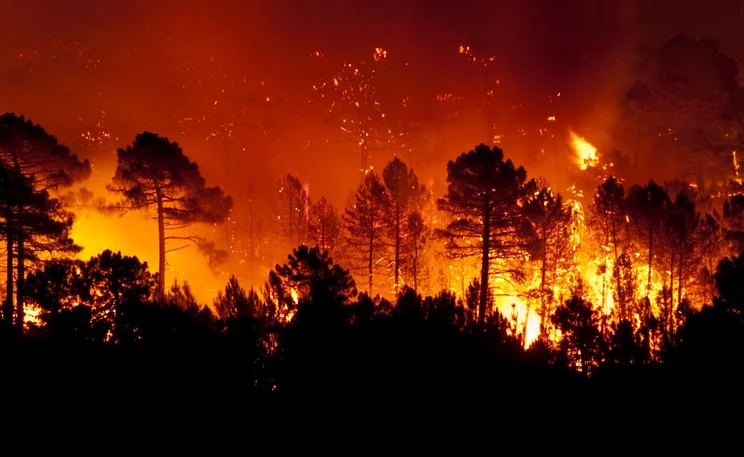 The US has suffered terrible fires this year