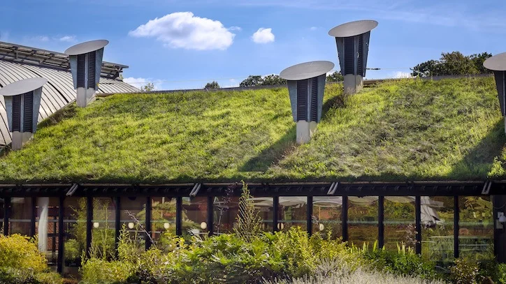 an extensive green roof with grass