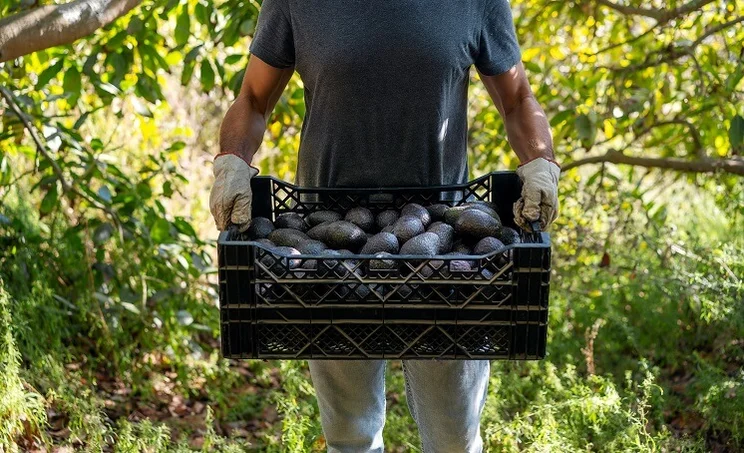 worker in a field holding plastic crate filled with avocados