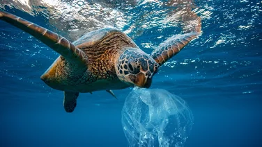 turtle in ocean with plastic bag