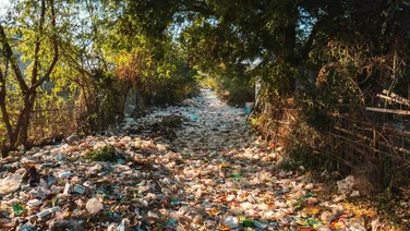 Plastic pollution