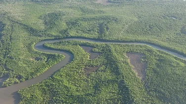 a bird's-eye view of the Amazon rainforest in Suriname