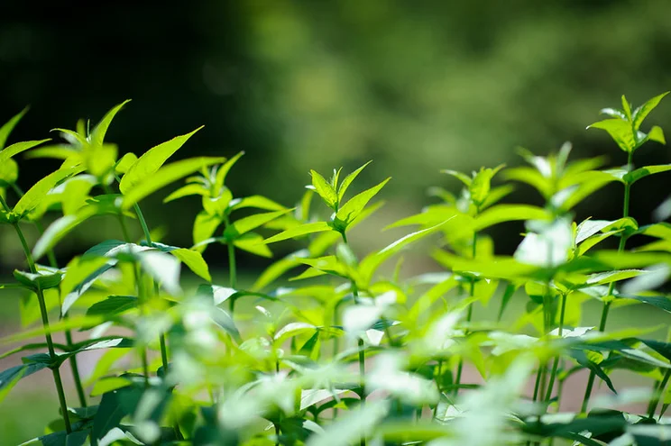 Green shoots